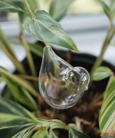 Plant Watering Bubbles