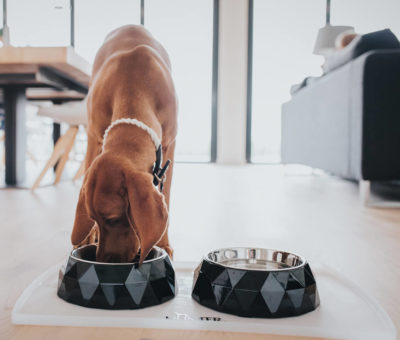 Kimberley Dog Bowl