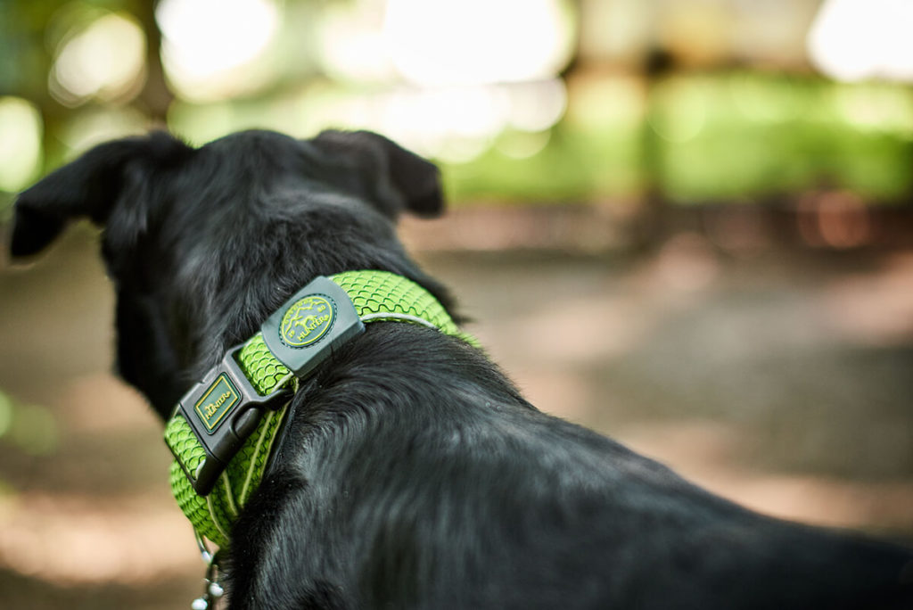 Vario Basic HiLo Dog Collar | Hunter | Dog Collars | Gifts For Dogs