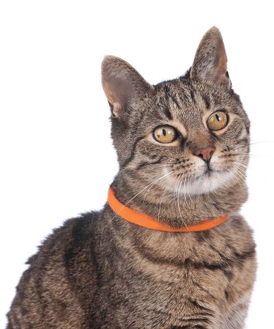 Yukon Luminescent LED Cat Collar