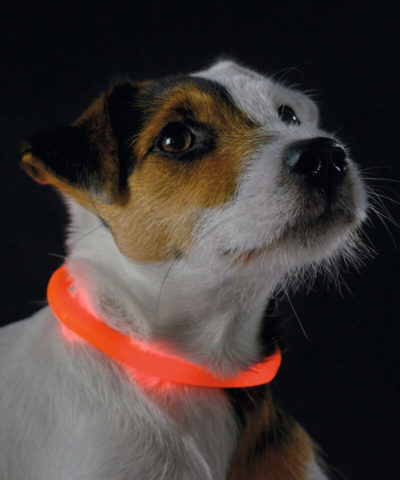 Yukon Luminescent LED Dog Collar
