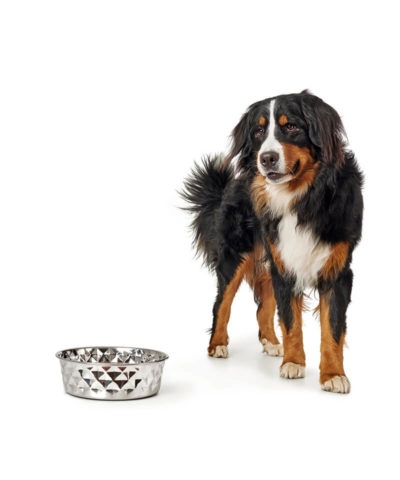 Namy Stainless Steel Dog Bowl
