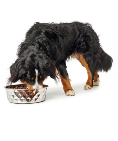 Namy Stainless Steel Dog Bowl